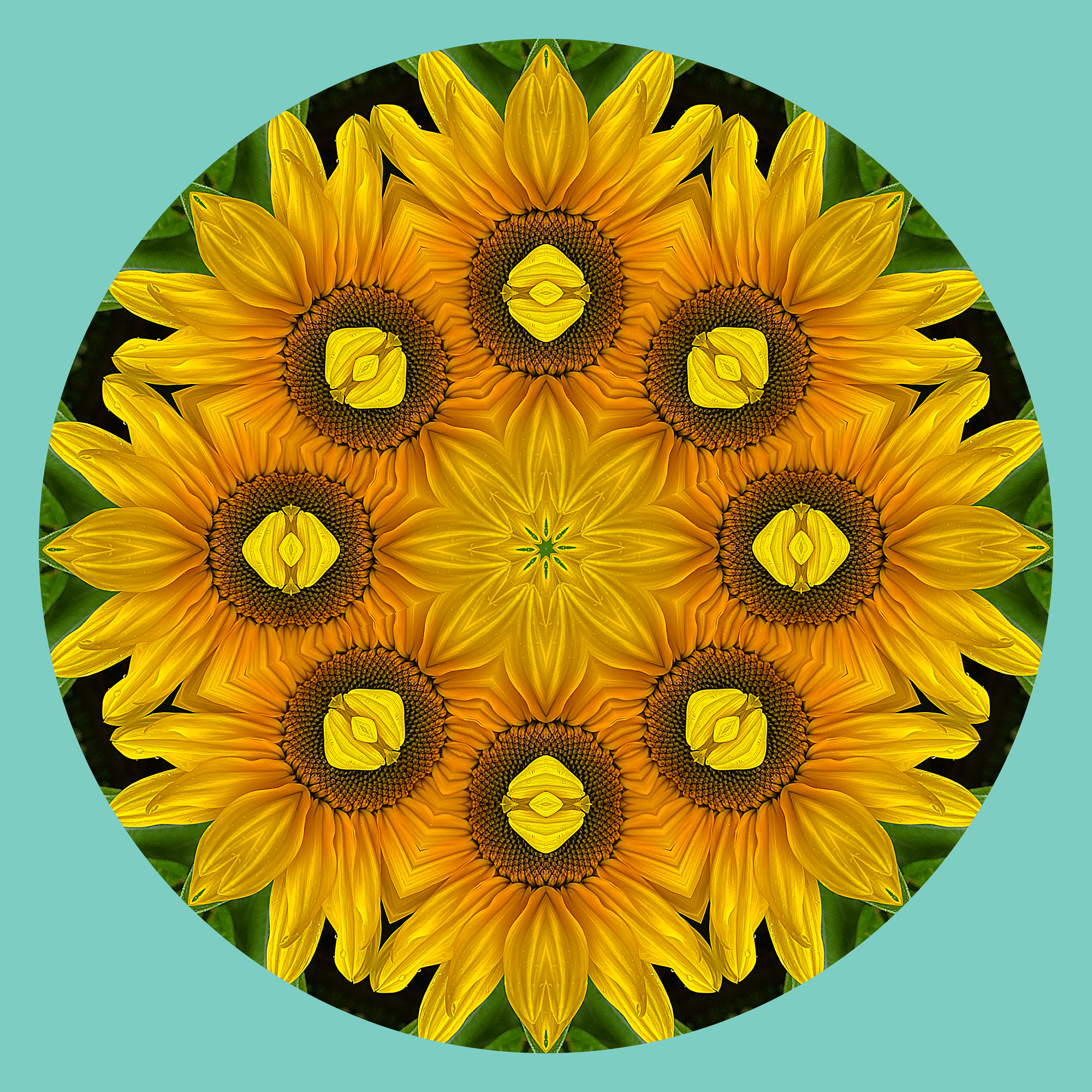 Modified-Sunflower-QO