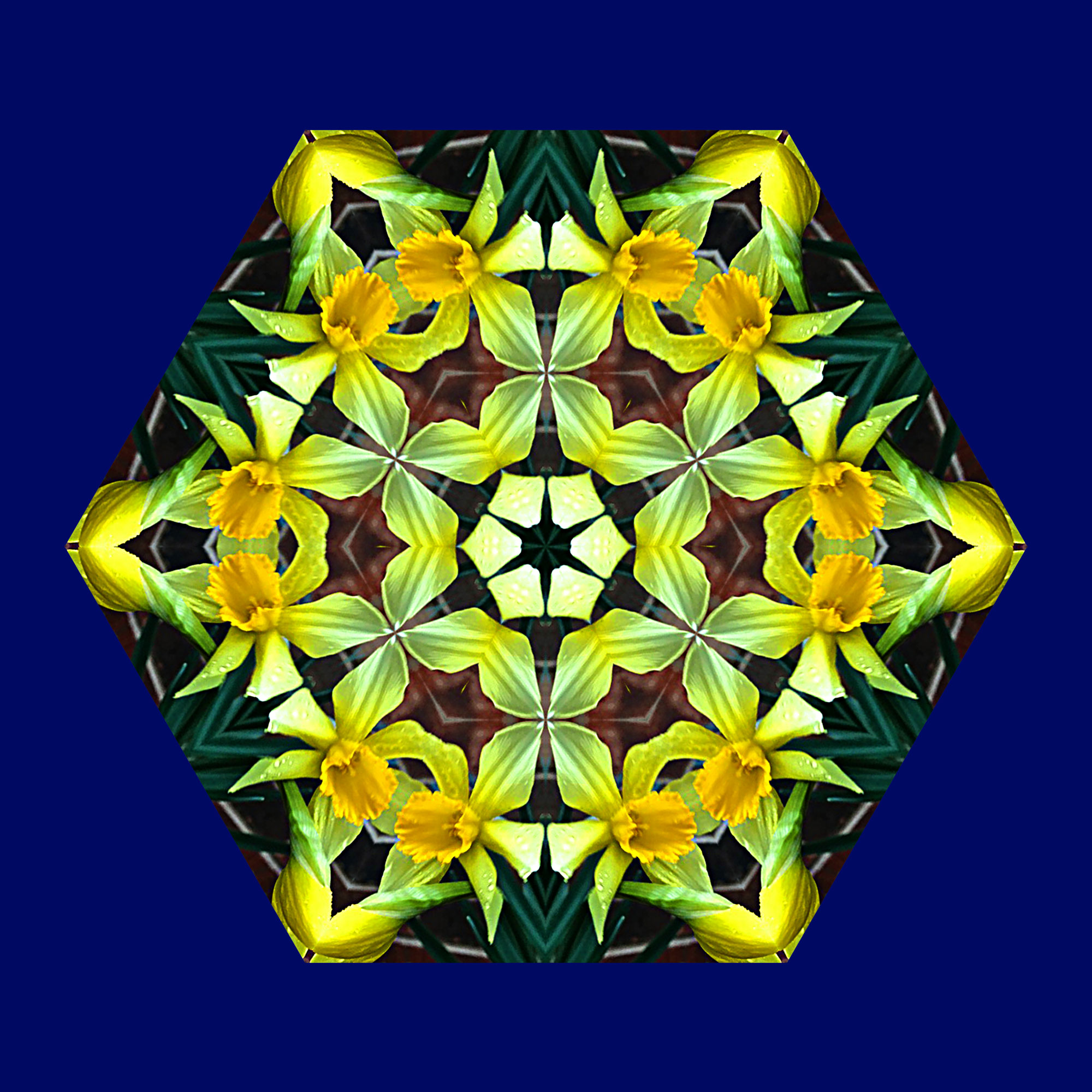 Daffodil-qh