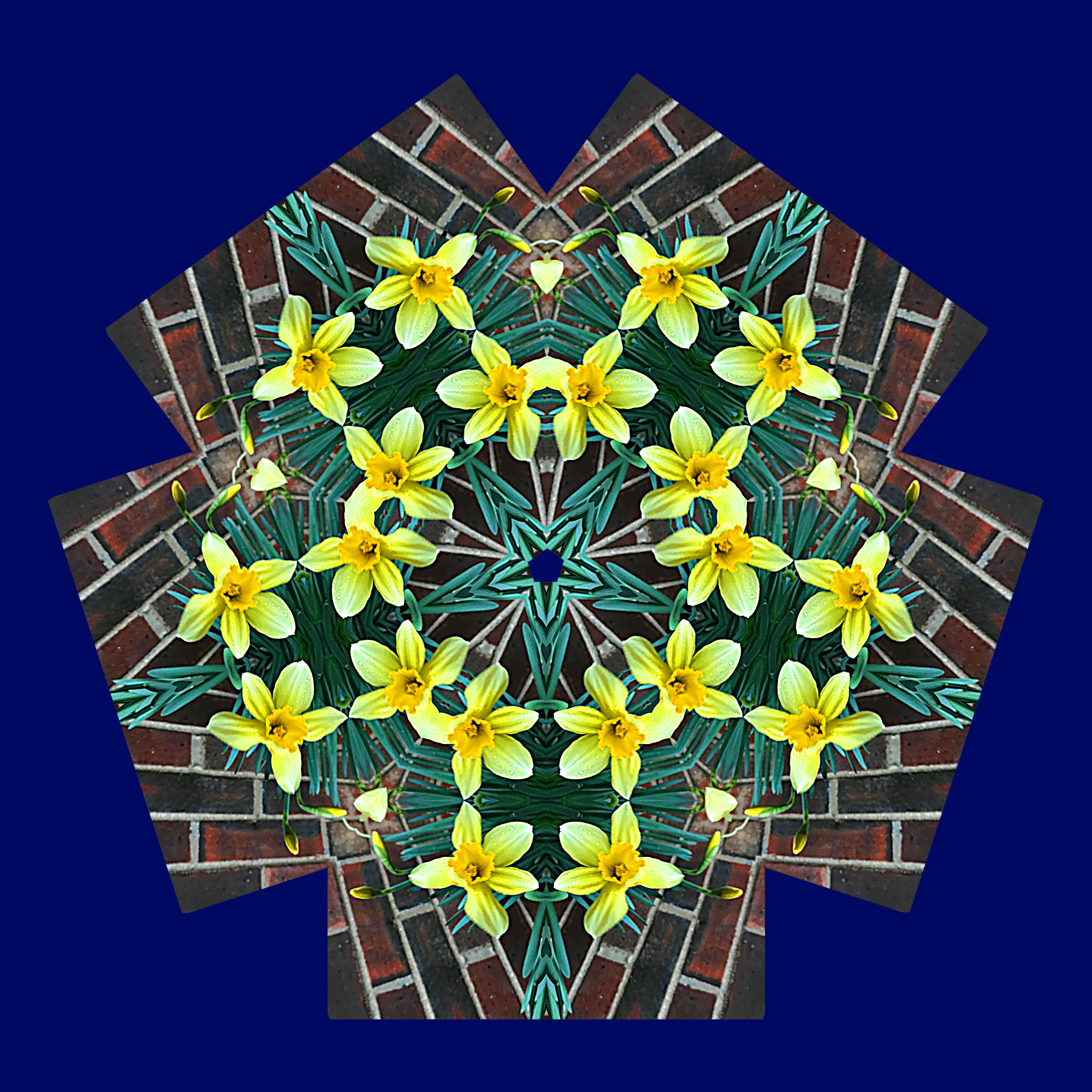 Daffodil-qp