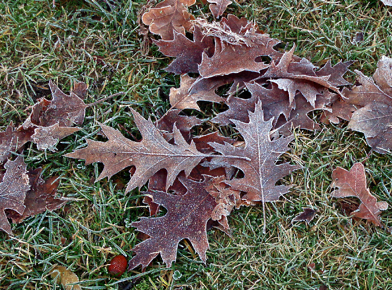 Dec-11-leaves.jpg