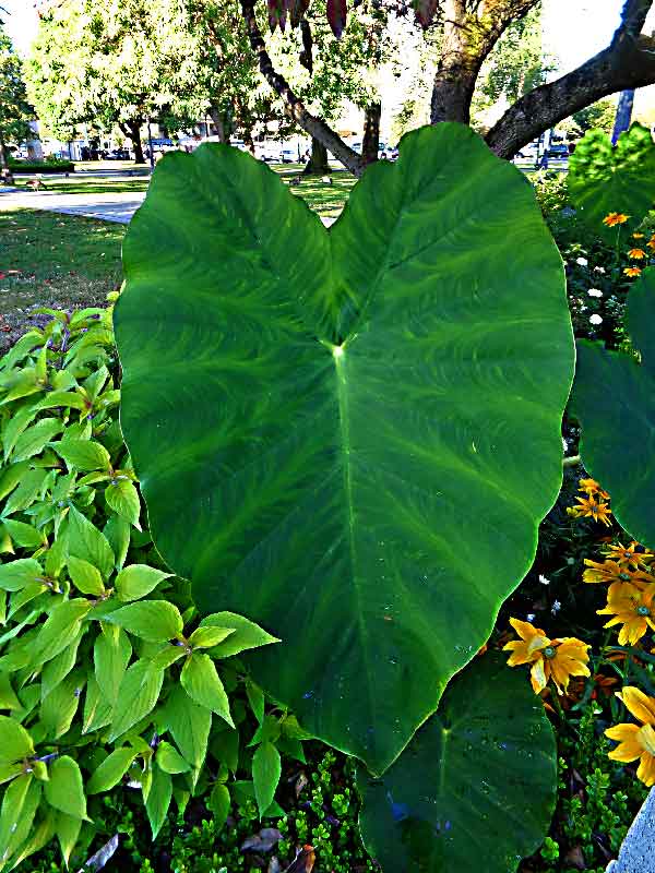 big-leaf.jpg