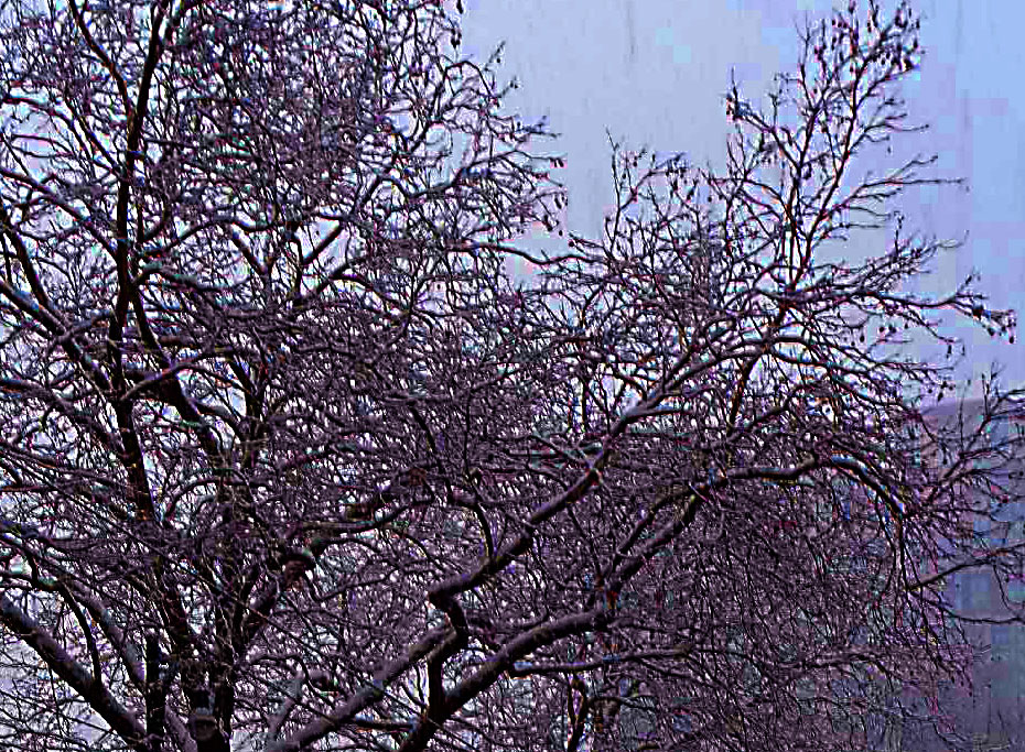 snow-on-trees-2.jpg